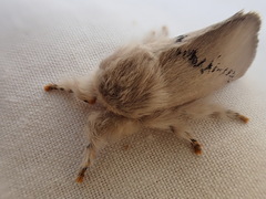 Anaxidia lactea