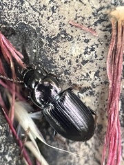 Harpalini