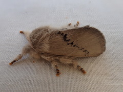 Anaxidia lactea