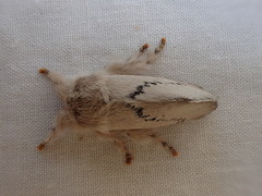 Anaxidia lactea