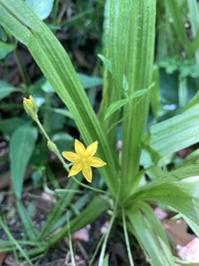Hypoxis angustifolia