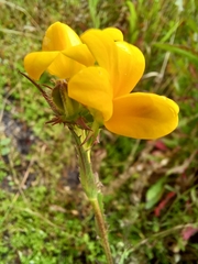 Monopsis lutea