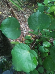 Piper excelsum excelsum