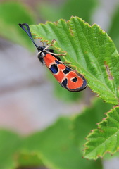 Zygaena hilaris