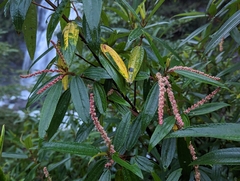 Boehmeria densiflora