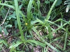 Hypoxis angustifolia
