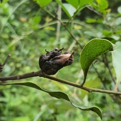 Euclea natalensis obovata