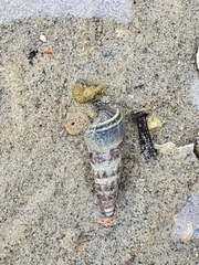 Zeacumantus lutulentus