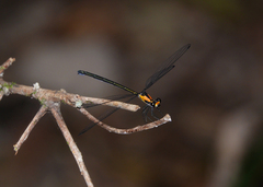 Austroargiolestes aureus
