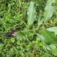 Euclea natalensis obovata