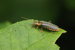 Cantharis nigricans