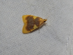 Sameodesma xanthocraspia