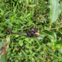 Euclea natalensis obovata