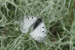 Parnassius mnemosyne athene
