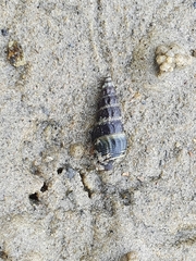 Zeacumantus lutulentus