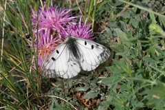 Parnassius mnemosyne athene