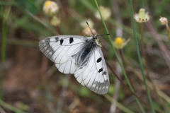 Parnassius mnemosyne athene