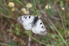 Parnassius mnemosyne athene