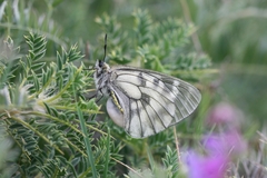 Parnassius mnemosyne athene
