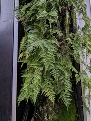 Davallia griffithiana