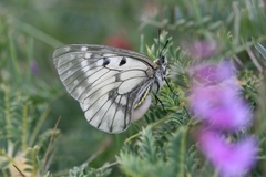 Parnassius mnemosyne athene