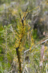 Cassytha pubescens