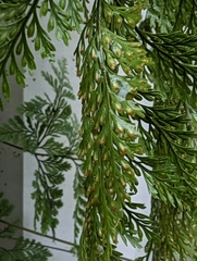 Davallia griffithiana