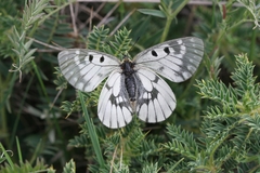 Parnassius mnemosyne athene