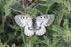 Parnassius mnemosyne athene