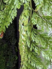 Davallia griffithiana