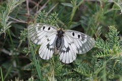 Parnassius mnemosyne athene