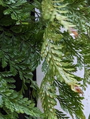 Davallia griffithiana