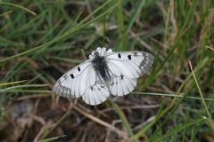 Parnassius mnemosyne athene