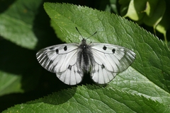 Parnassius mnemosyne athene