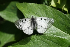Parnassius mnemosyne athene