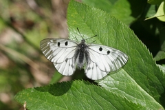 Parnassius mnemosyne athene