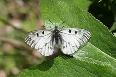 Parnassius mnemosyne athene