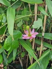 Passiflora tarminiana image