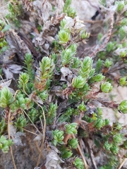 Crucianella maritima