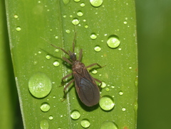Opistoplatys majusculus