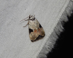 Hiccoda roseitincta