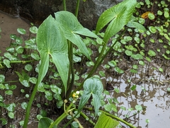 Sagittaria trifolia