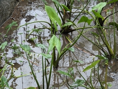 Sagittaria trifolia