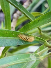 Miltochrista arcuata