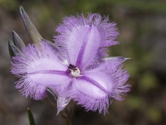 Thysanotus multiflorus