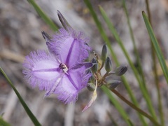 Thysanotus multiflorus