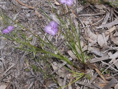 Thysanotus multiflorus
