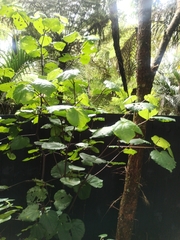 Piper excelsum excelsum