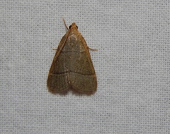 Hypsopygia nostralis
