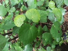 Piper excelsum excelsum